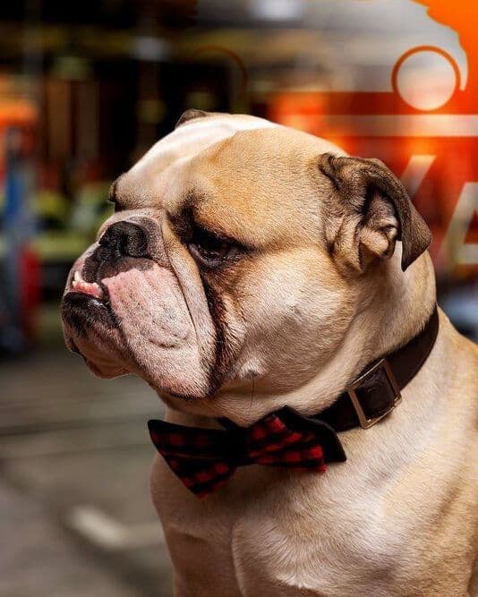 Bulli – Feelgood Manager bei Auto Service Puya